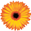 fareastfloramarket.icon