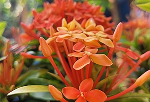 fresh-flowers-singapore