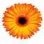 fareastfloragarden.icon